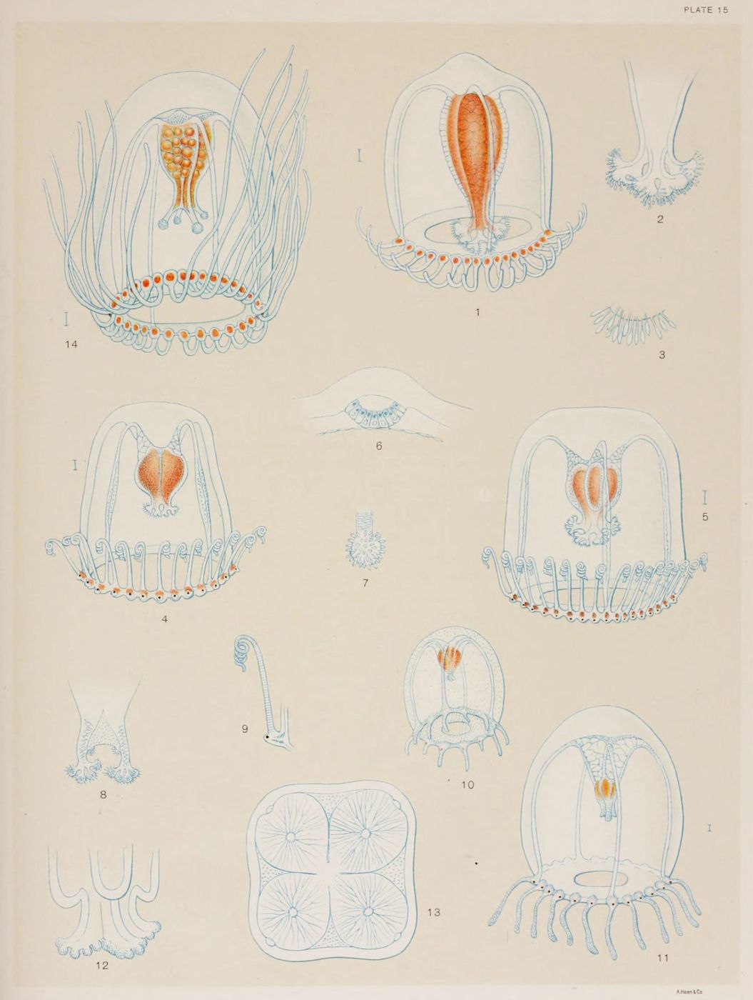 Vintage scientific illustration of jellyfish anatomy with numbered diagrams.