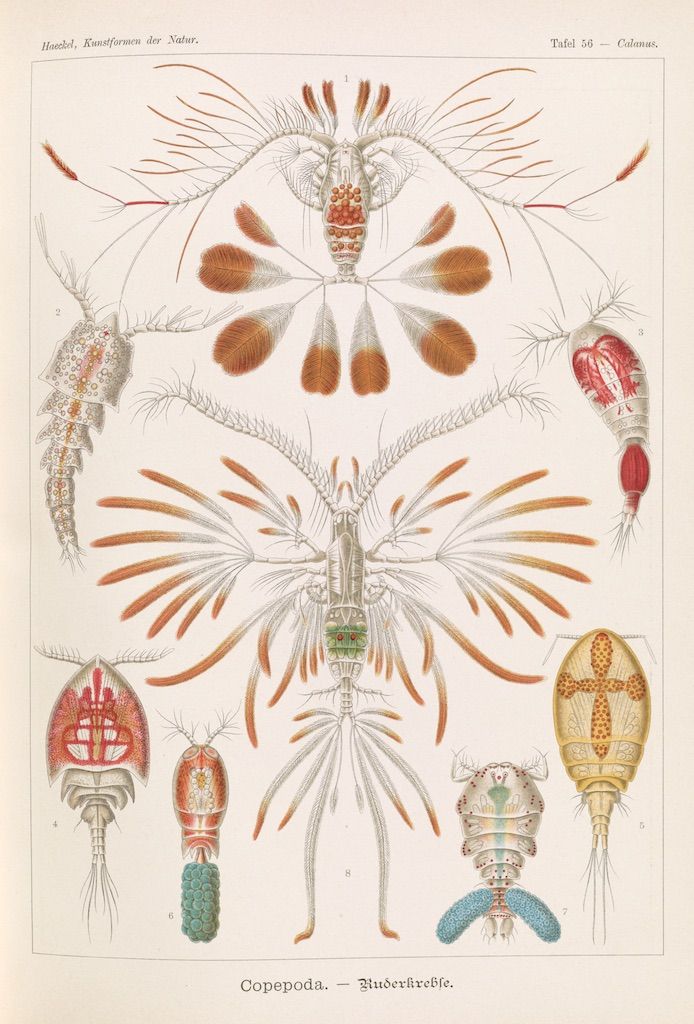 Vintage scientific illustration of copepods, small crustaceans, with detailed drawings of their anatomy.