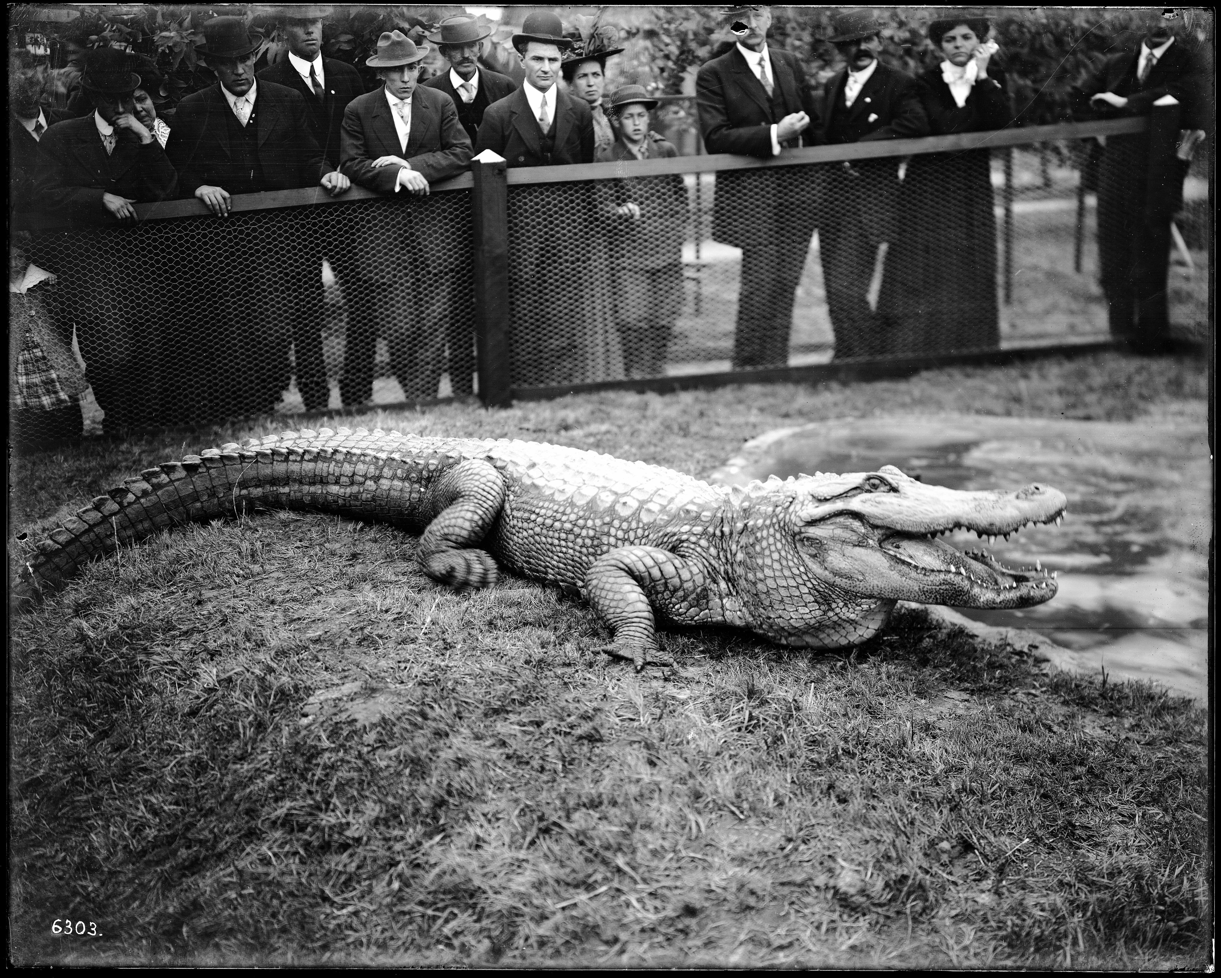 A black and white photograph of an alligator lying on grass, with a group of people standing behind a wire fence watching it.