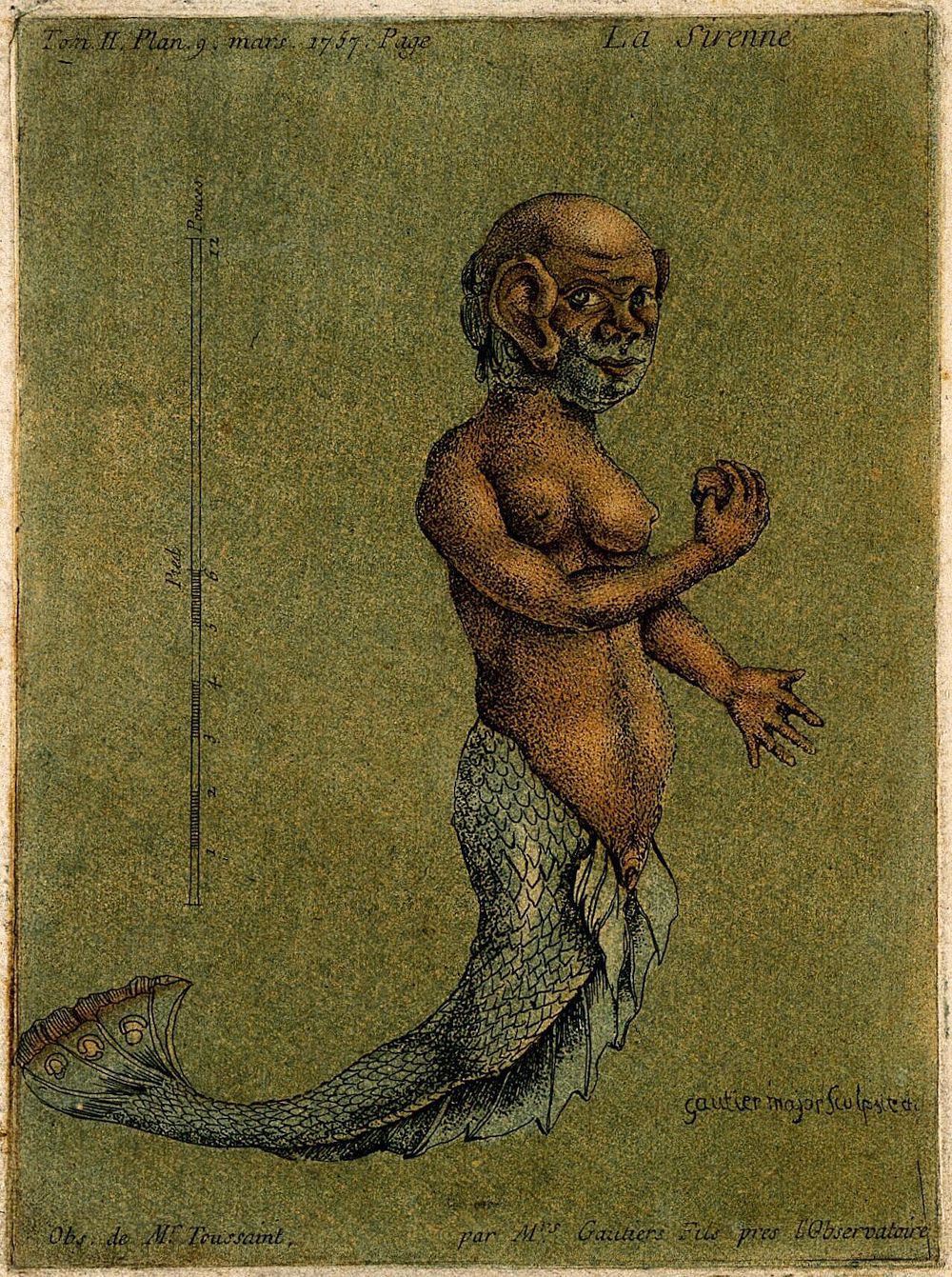 Vintage illustration of a mermaid with a human-like upper body and a fish tail, rendered in a warm, reddish-brown tone. A vertical scale is present to the left, and text is visible at the top and bottom of the image.