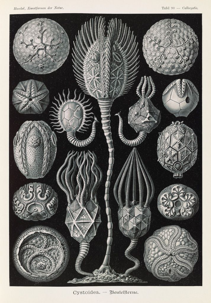 Vintage scientific illustration of various Cystoid marine invertebrates, arranged symmetrically on a plain background.