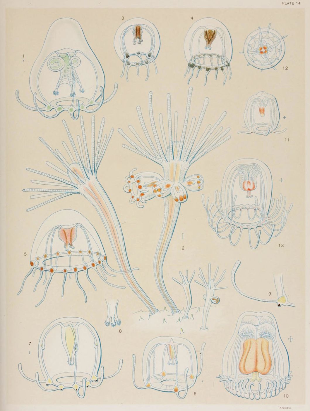 A vintage scientific illustration of a Hydra, a freshwater invertebrate, showing various stages and structures, labeled with numbers 1 through 13. The illustration is rendered in a delicate, detailed style, with fine lines and subtle shading. The plate is labeled 'Plate 14' in the upper right corner.