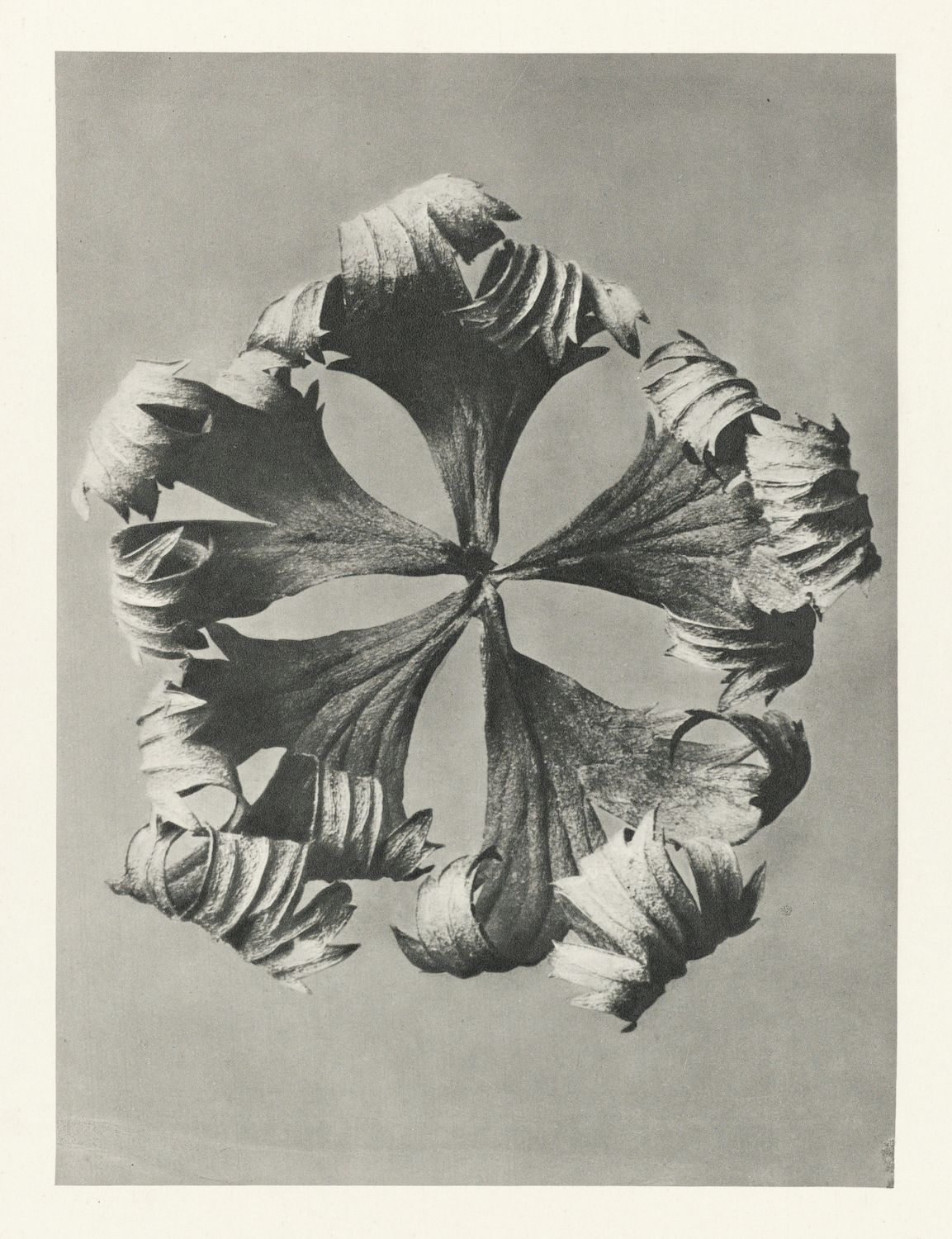 A vintage black and white photograph of a ruffled tulip flower, depicted in a symmetrical, star-like pattern.