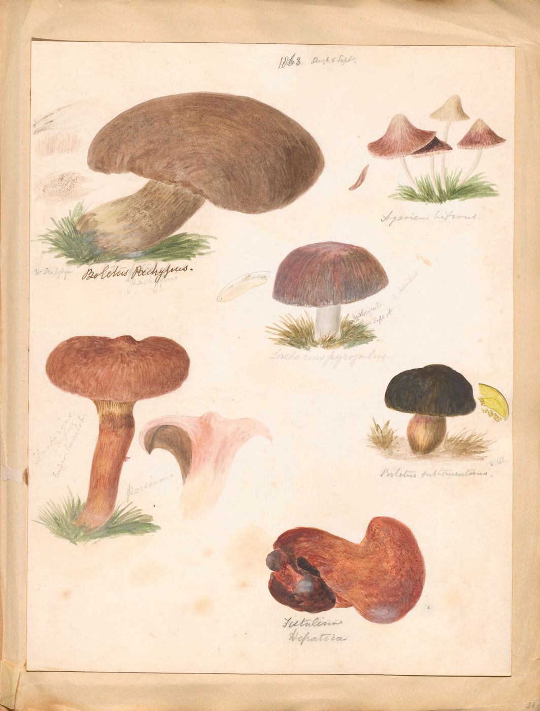 Vintage botanical illustration of various mushrooms with handwritten German labels on aged paper.
