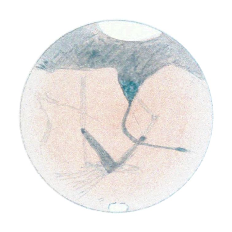 A delicate bubble containing a leaf and water.