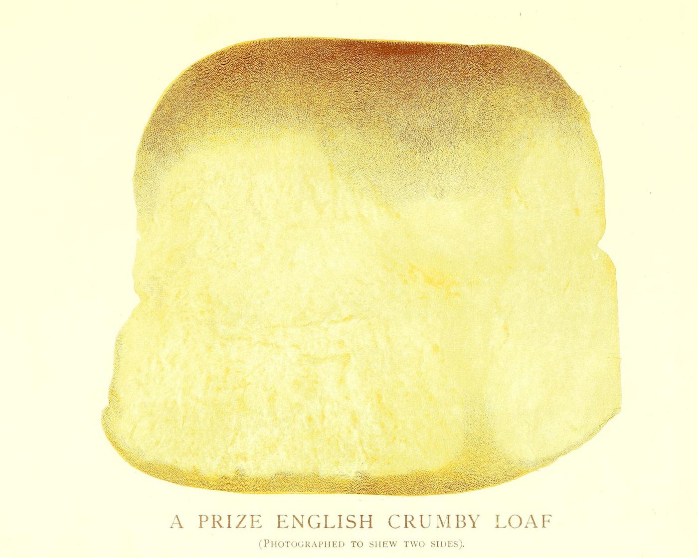 A vintage illustration of a prize-winning English crumbly loaf of bread, photographed to show both sides.