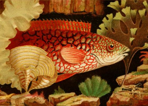 Vintage illustration of a red fish with a patterned scale, a spiraled shell, and coral reef environment.