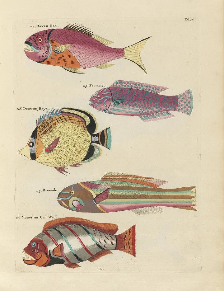 A vintage illustration of four different types of fish, labeled with numbers and names, on a cream-colored page.