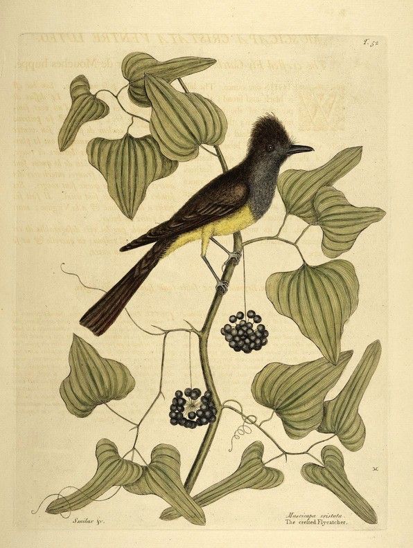 Vintage botanical illustration of a bird perched on a plant with berries.