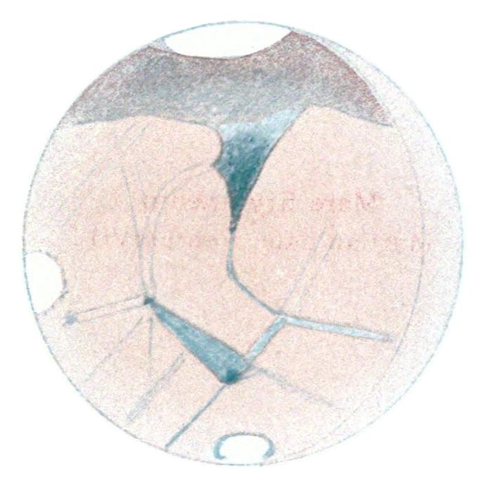 Detailed biological illustration of a developing embryo, showing cellular structures and divisions.