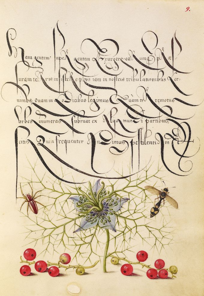 illuminated manuscript page with calligraphy, flower, and insects