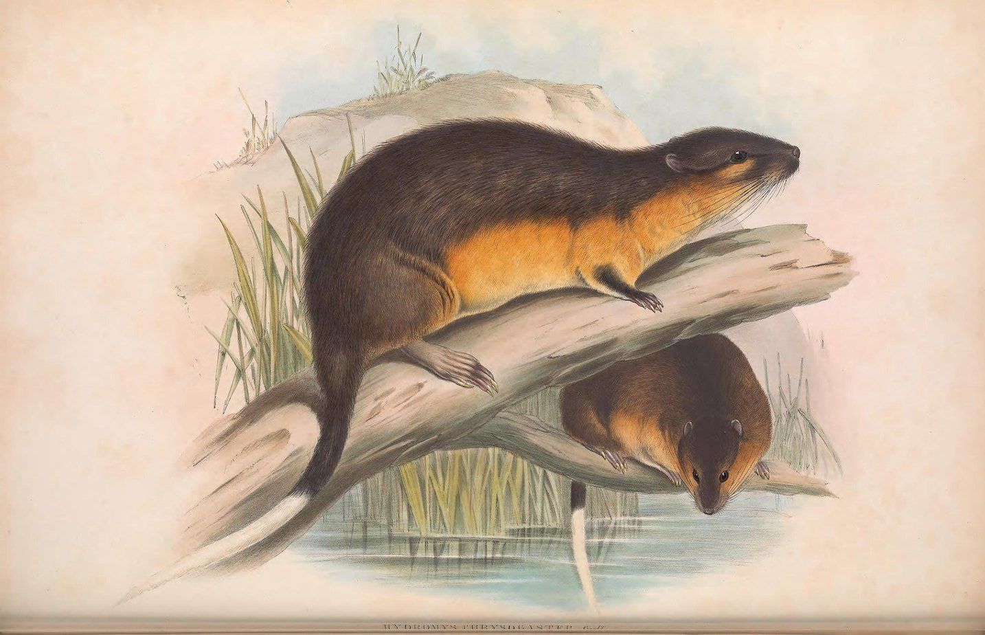 Vintage lithograph of two water animals, likely otters or muskrats, in a wetland setting.