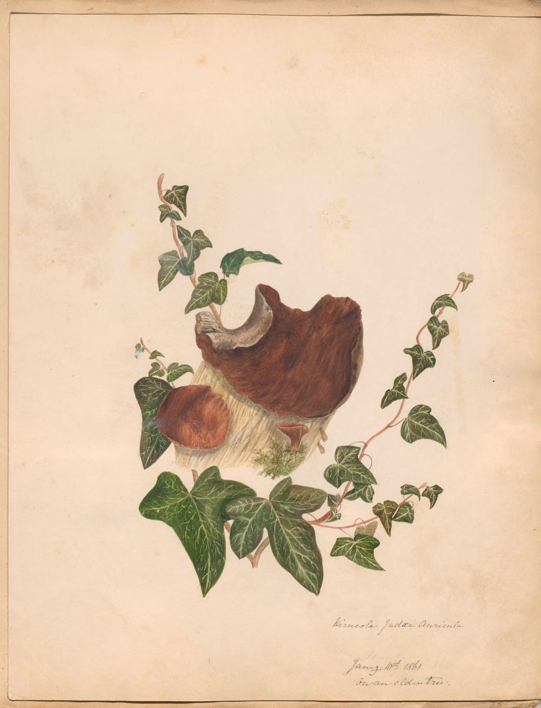 A vintage botanical illustration of mushrooms and ivy, painted in watercolor on aged paper.