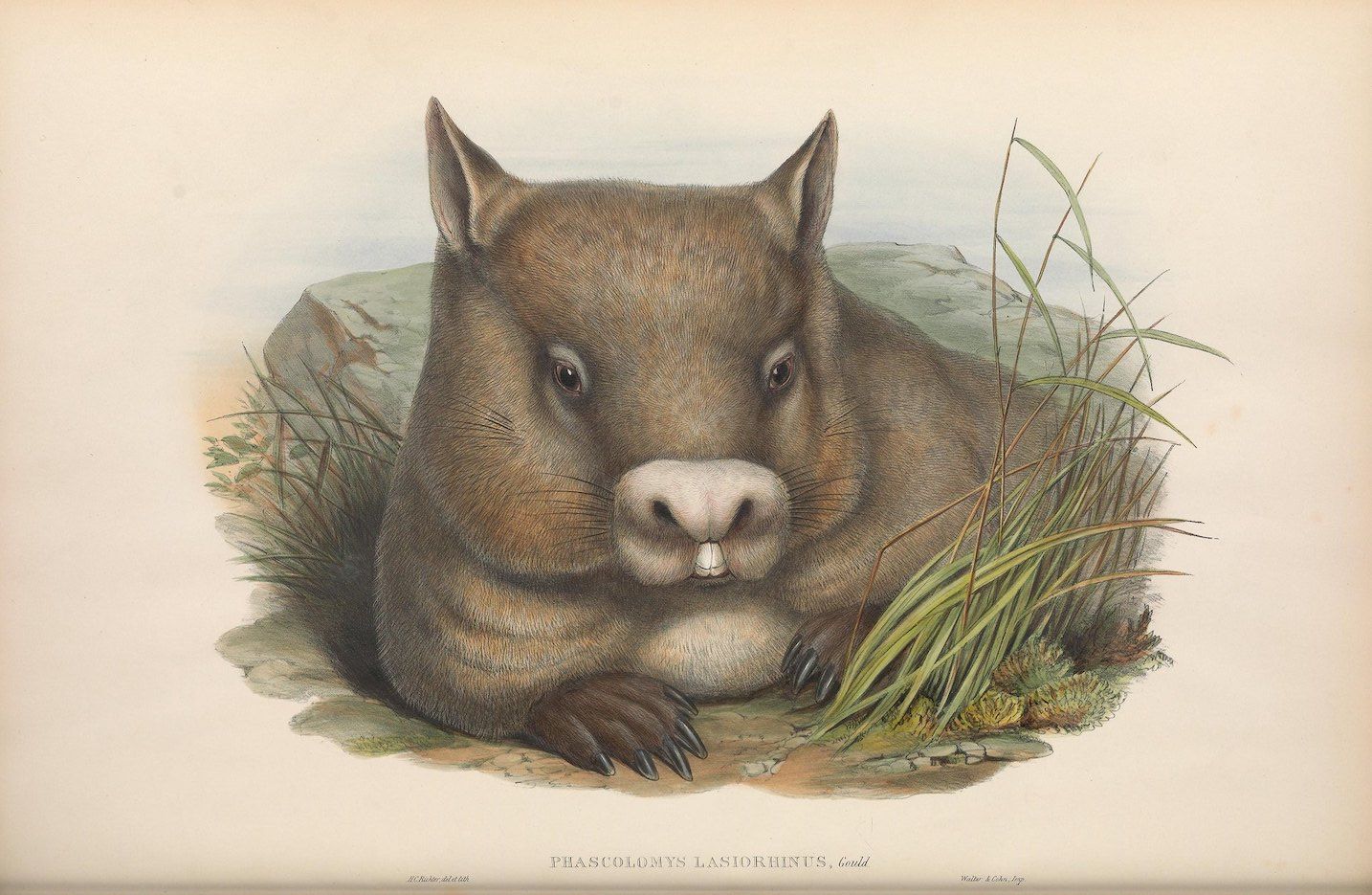 Vintage illustration of a wombat lying in a depression surrounded by rocks and grass.