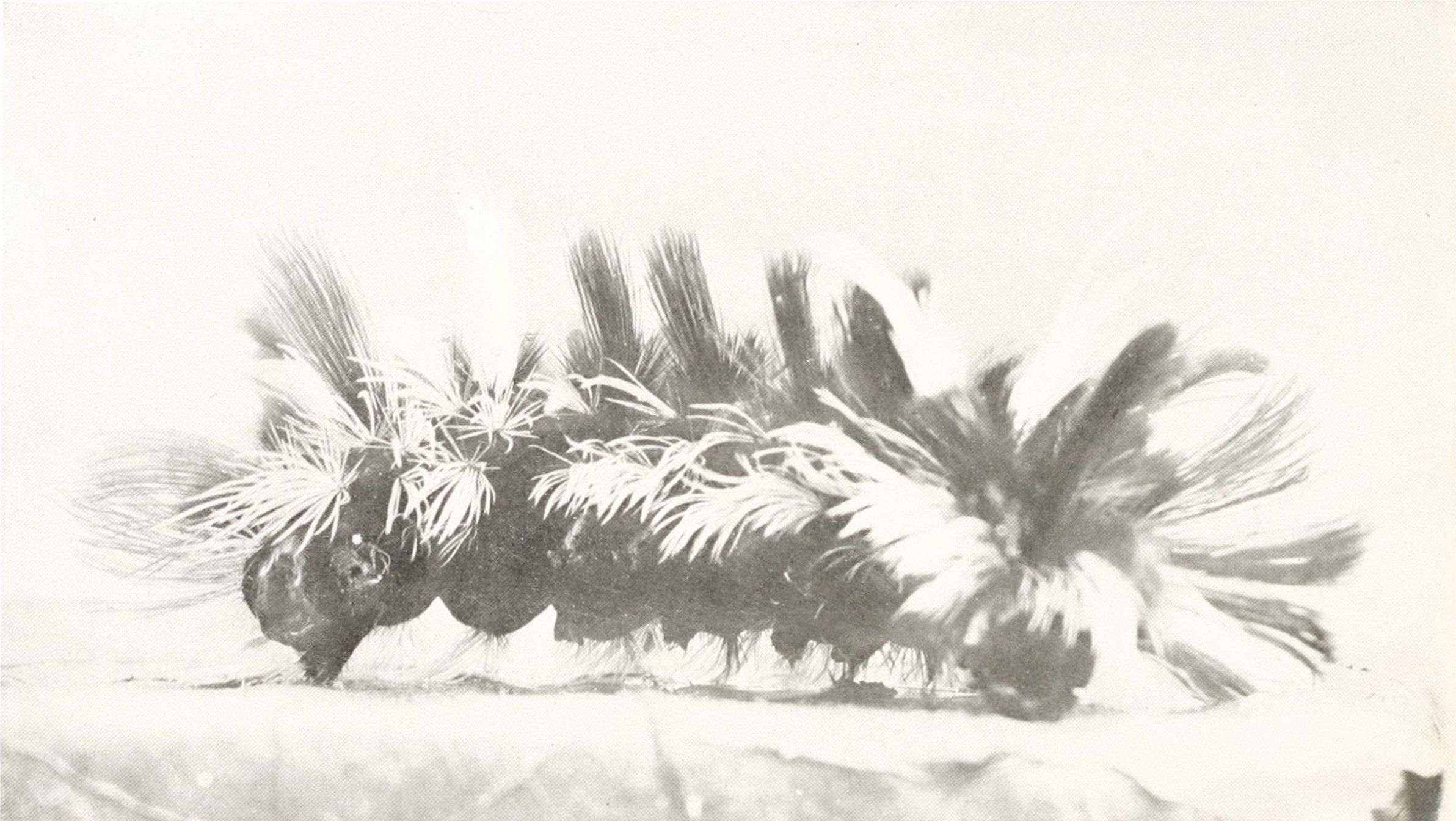 A black and white image of a caterpillar covered in long, white bristles.