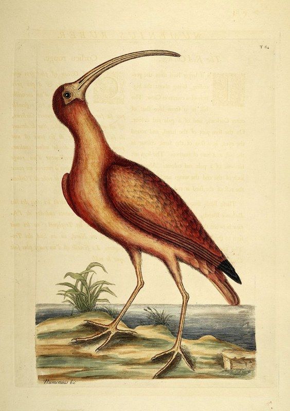 Vintage illustration of a Hoopoe bird standing on rocky ground with vegetation.