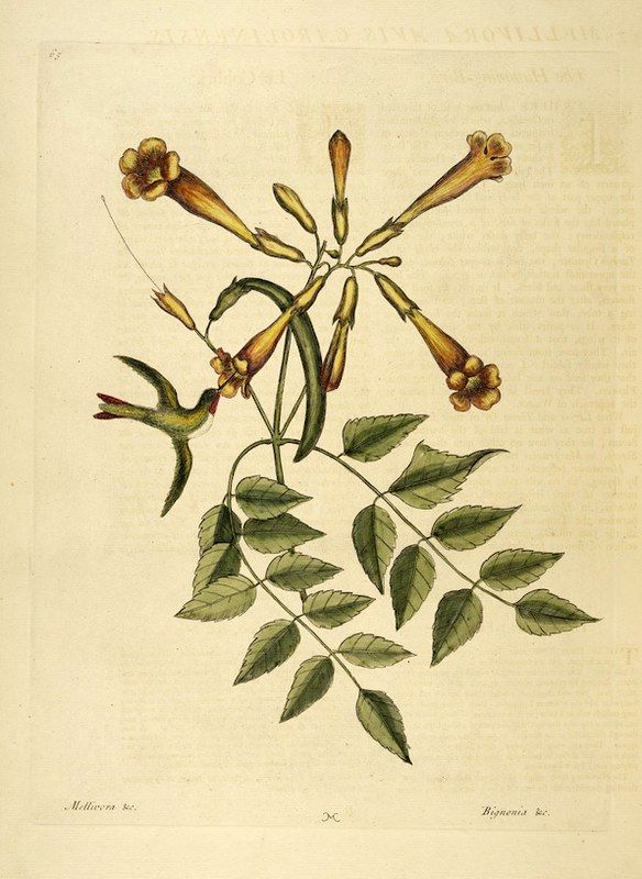 Vintage botanical illustration of a hummingbird feeding from a flowering plant with pinnately compound leaves.