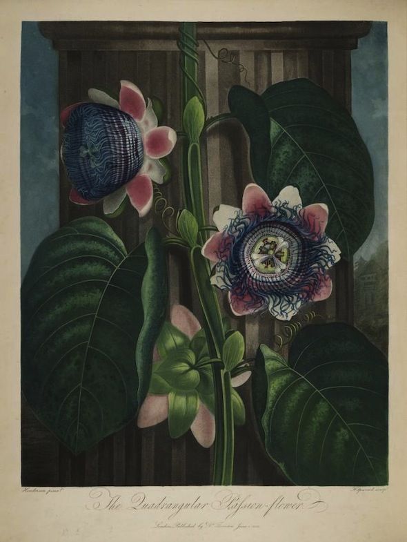 A botanical illustration of a passionflower, titled 'The Decangular Passion-flower'. The illustration is rendered in a detailed and realistic style, with a focus on the intricate structure of the flower and its surrounding foliage.