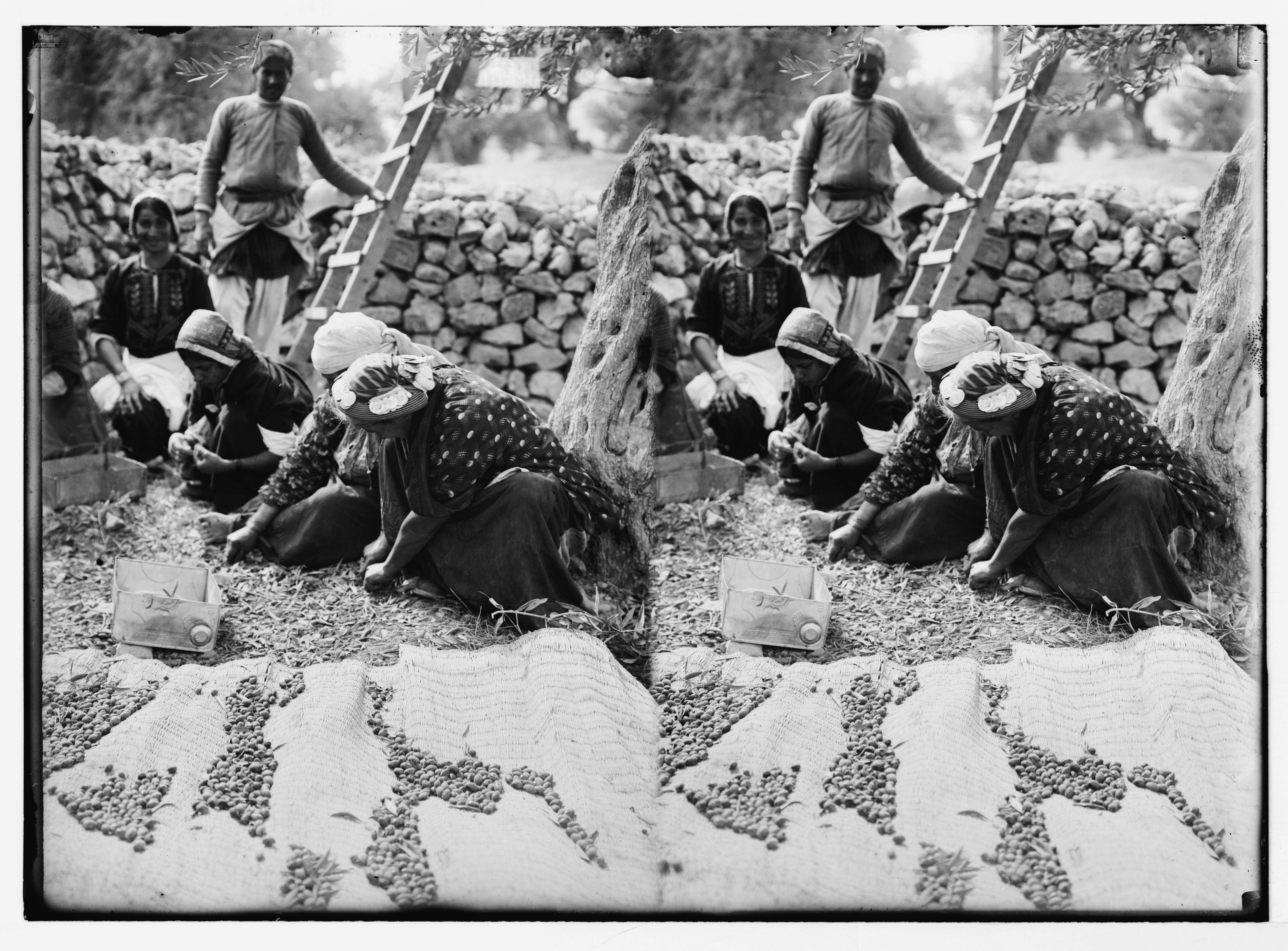 A black and white photograph of a group of people sorting coffee beans on a long table.