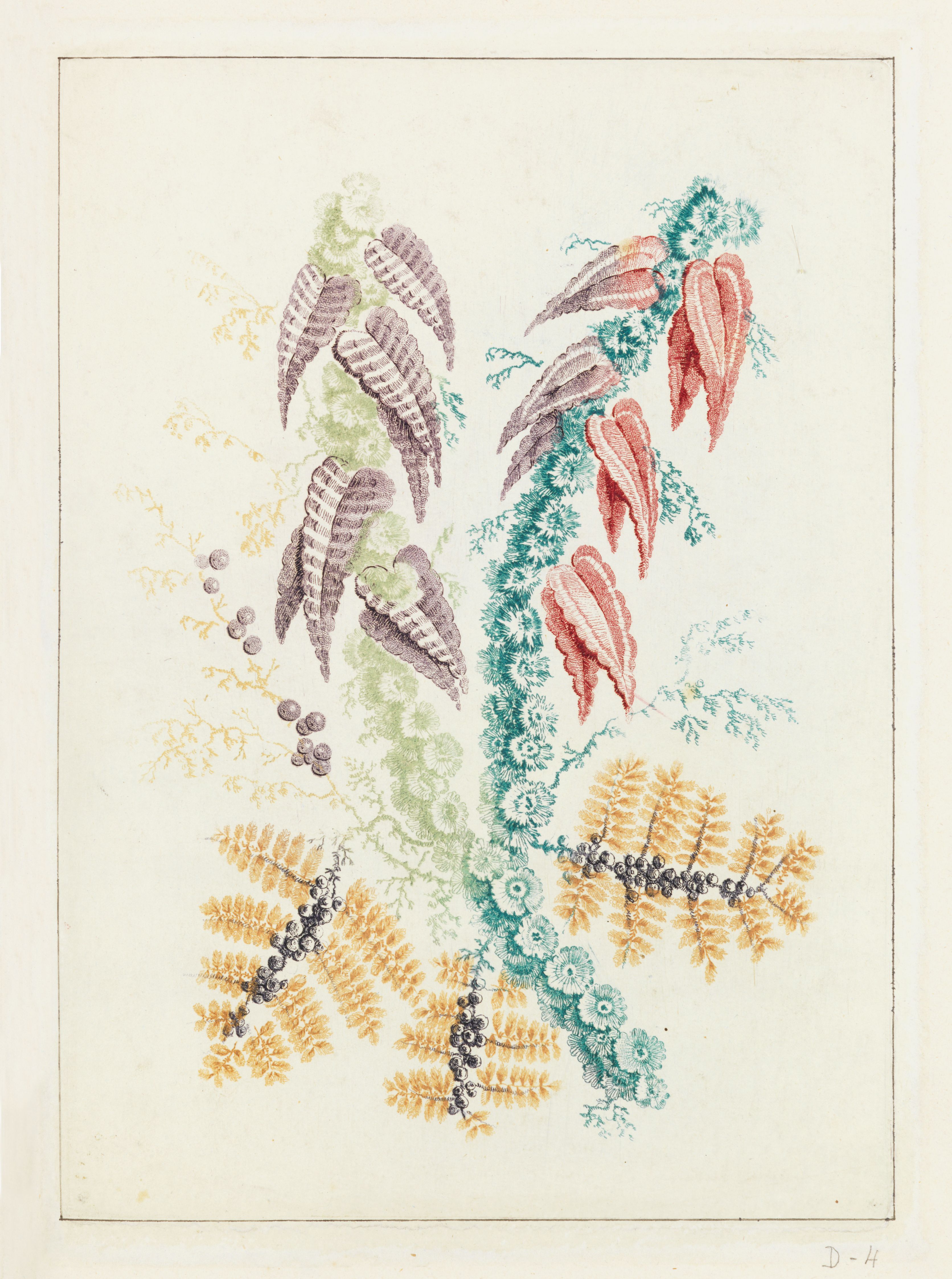 Vintage botanical illustration of a plant with multiple stems covered in textured leaves and scales in shades of green, brown, and pink.