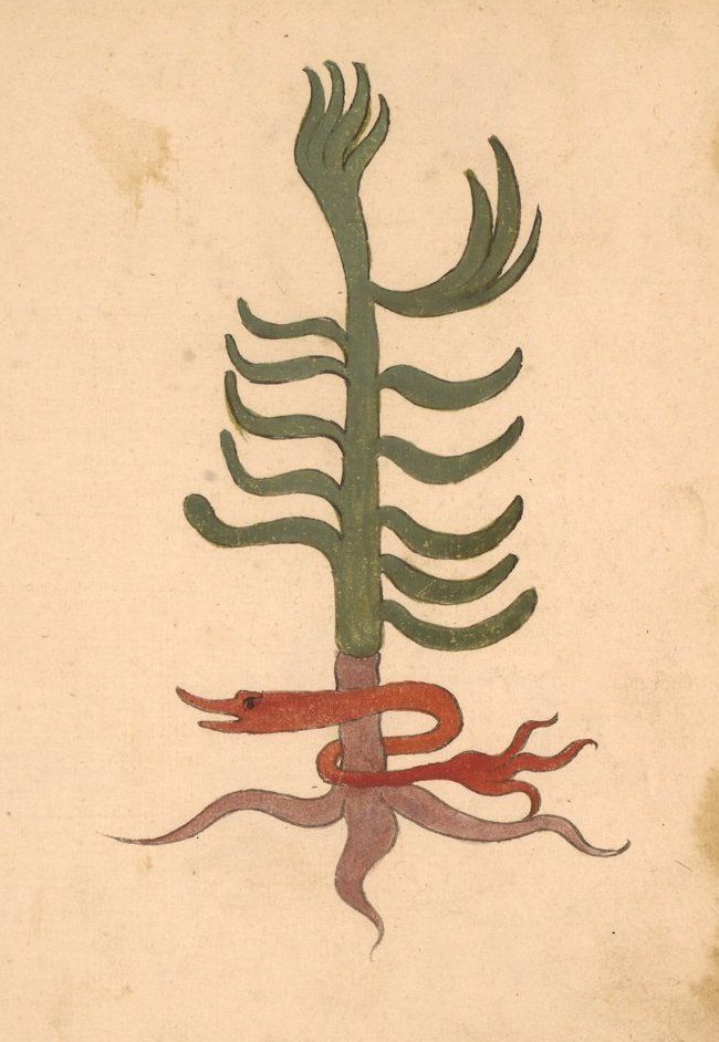Vintage botanical illustration of a plant with a snake entwined around its stem and roots.