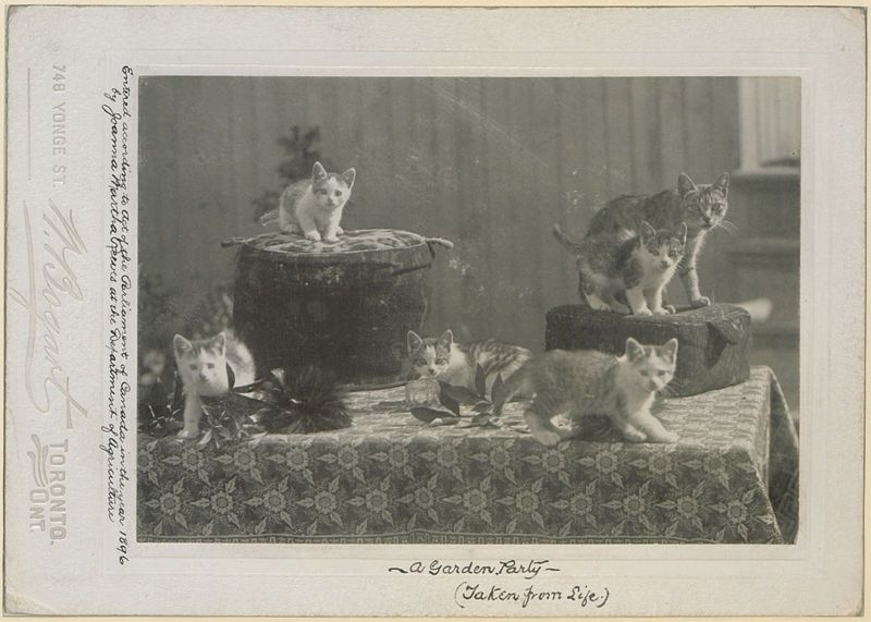 A vintage black and white photograph titled "A Garden Party (Taken from Life)" depicting several kittens gathered around a large flower pot placed on a table covered with a patterned cloth.