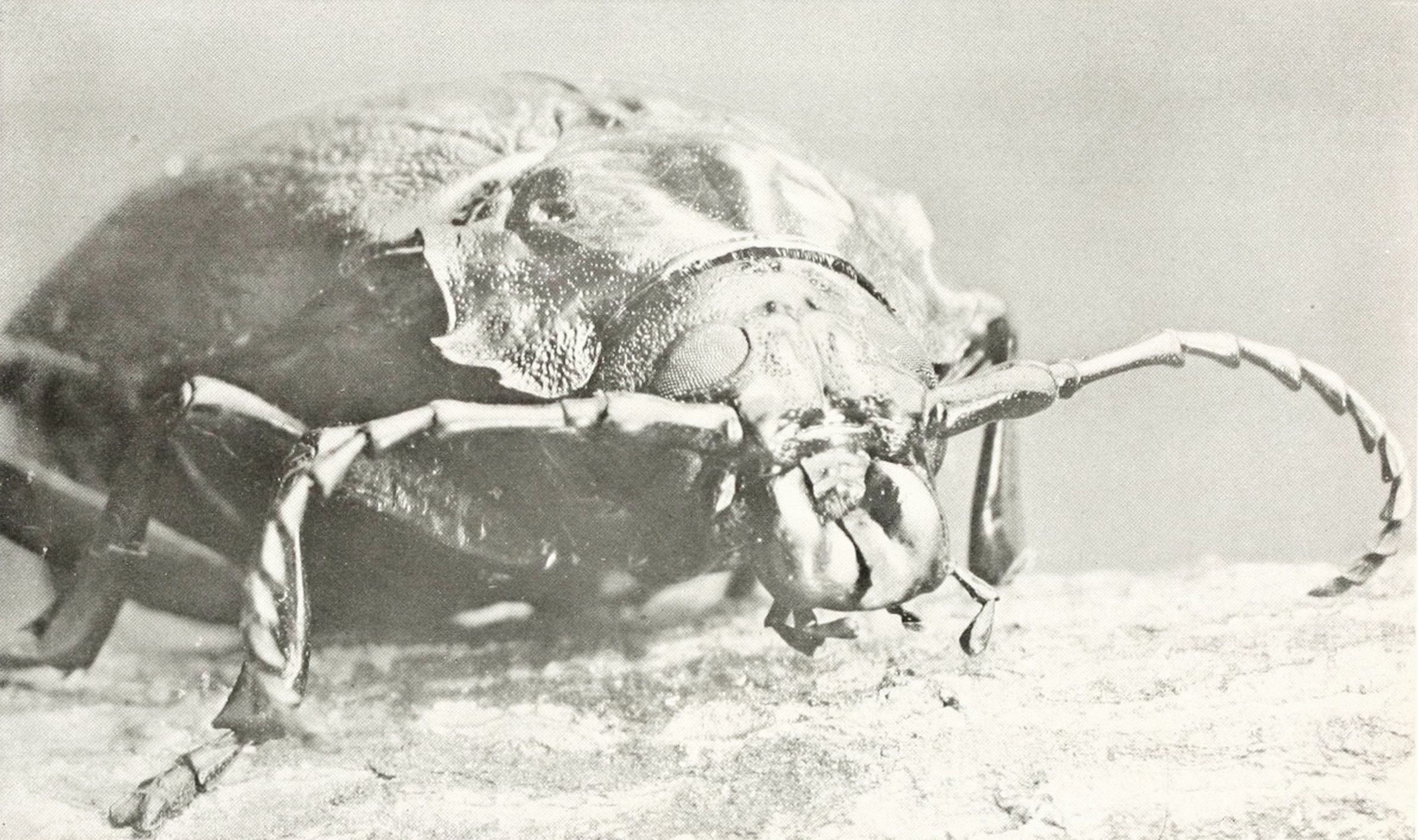 Close-up black and white photograph of a large beetle with long, curved antennae.