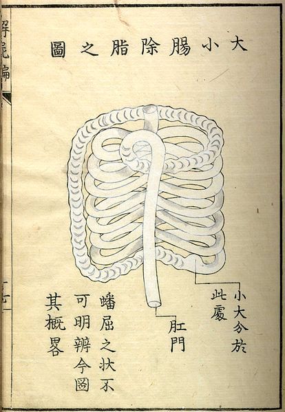 Vintage anatomical illustration of a rib cage with East Asian text.
