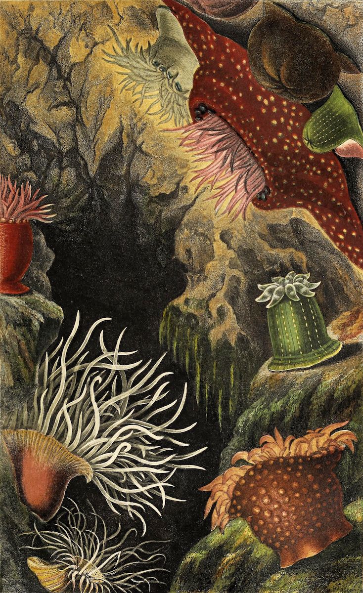 Vintage illustration of sea anemones in a rocky underwater environment.