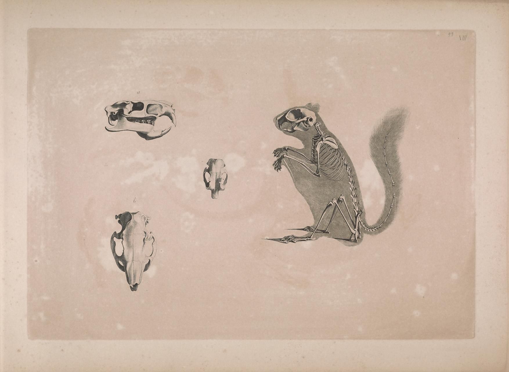 Vintage illustration of a squirrel skeleton with three separate skull illustrations.