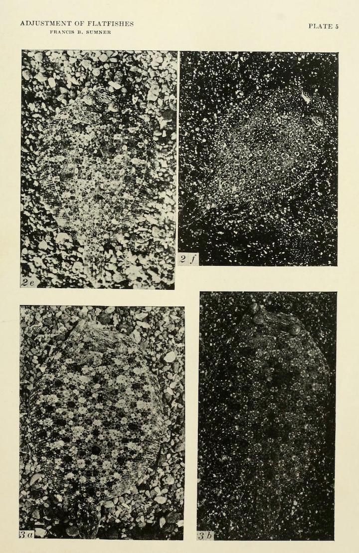 A plate titled "Adjustment of Flatfishes" by Francis B. Sumner, containing four black and white photographs of sandy substrates with scattered dark spots representing flatfish.