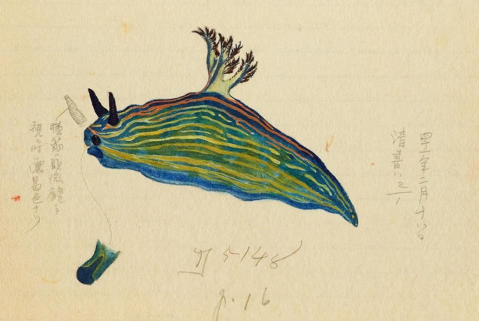 Vintage illustration of a blue sea slug with feathery plumes, surrounded by Japanese text and numbers.