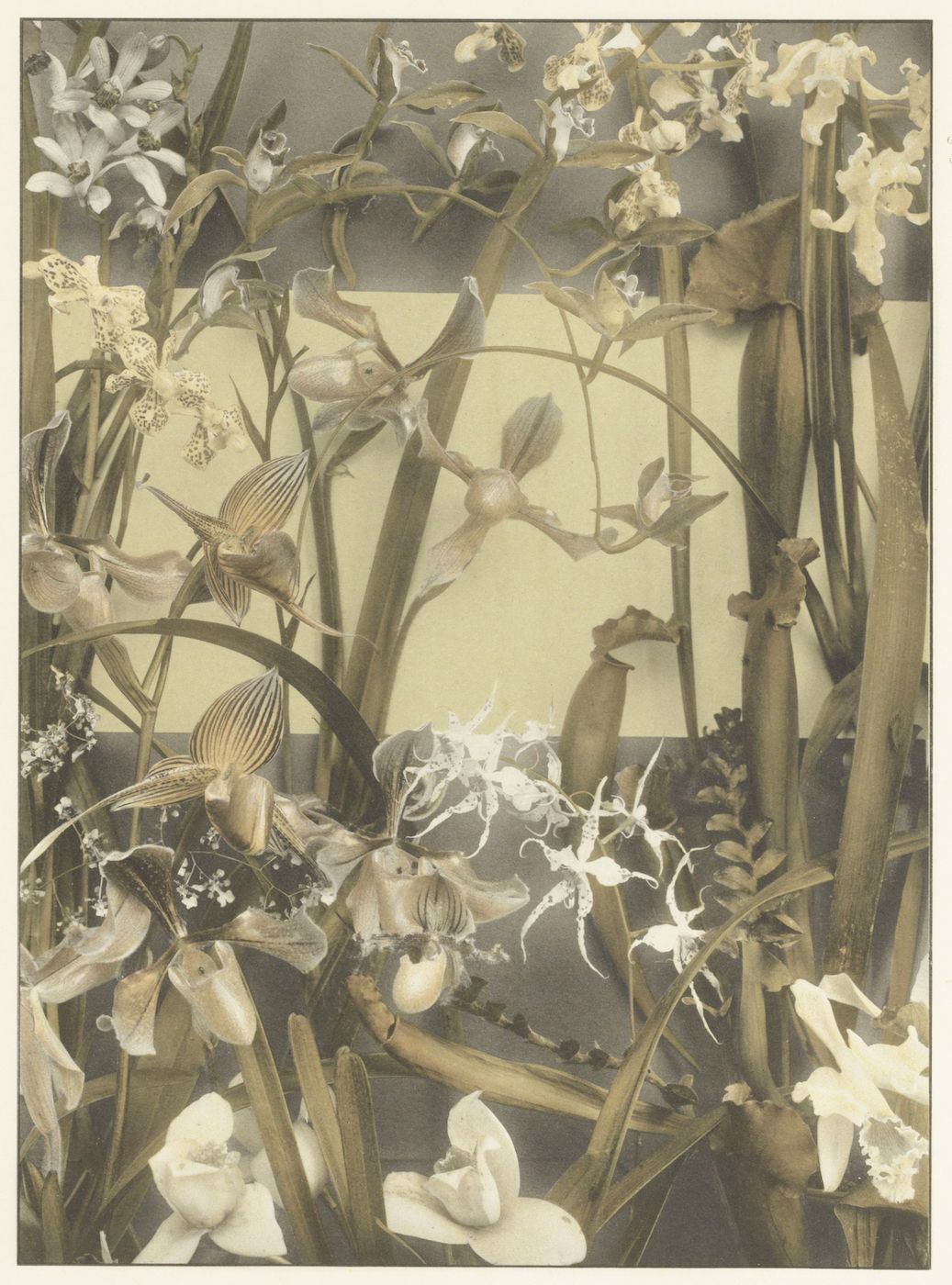 A sepia-toned photograph of orchids and spiderwebs, creating a dense and intricate natural scene.