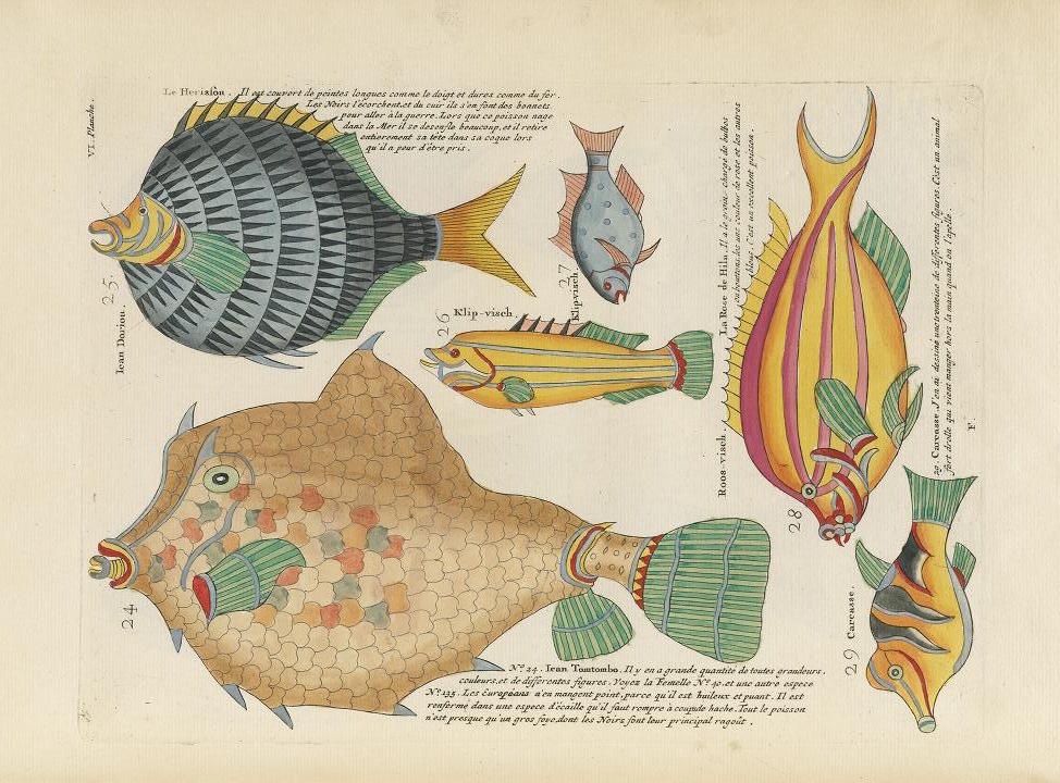 A vintage illustration of four different fish species, labeled in French, with detailed drawings and accompanying text.
