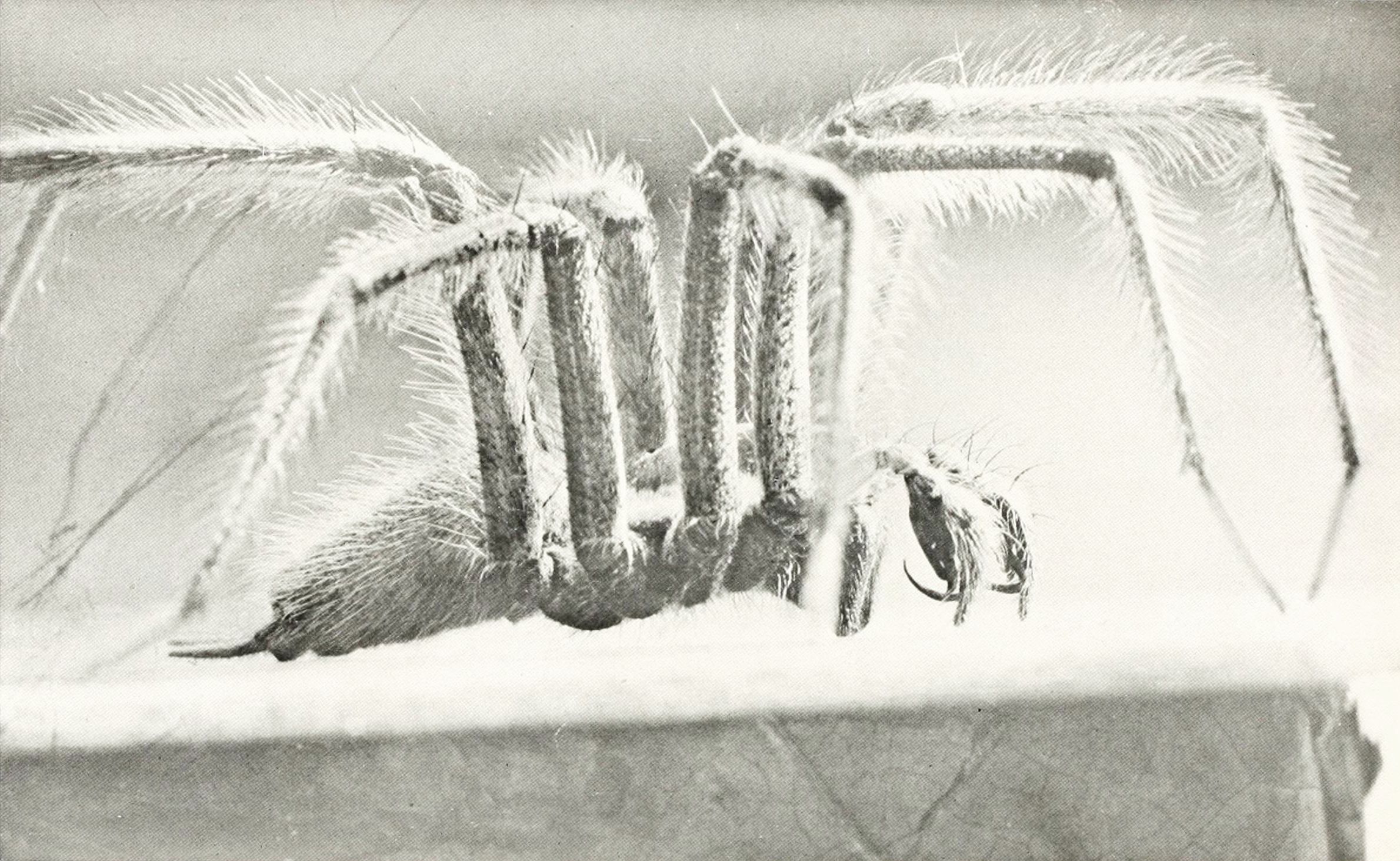 Close-up black and white photograph of a spider's hairy legs and clawed feet.