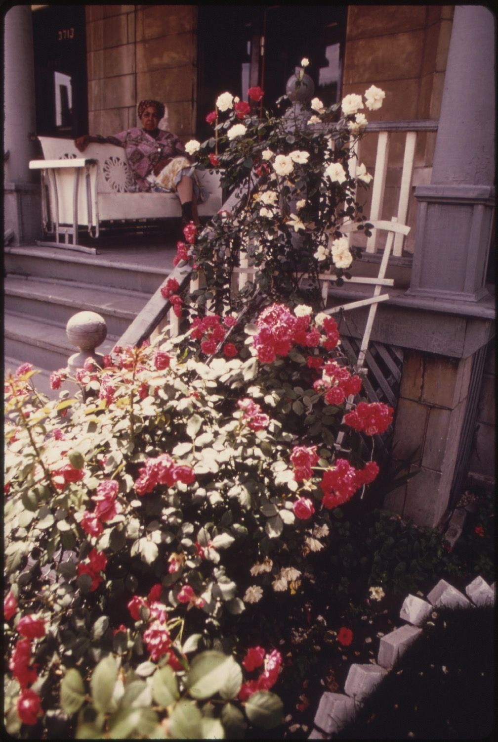 A vibrant display of red and white roses cascading from a raised area in front of a building with a stone facade. A person is visible on a white iron bed in the background.