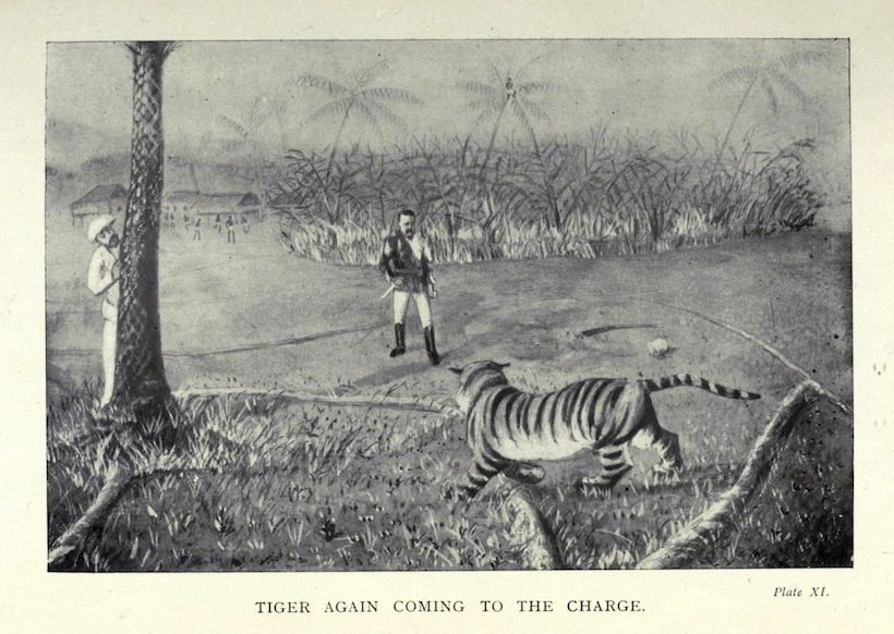 Vintage illustration of a tiger charging towards a man in a grassy field.