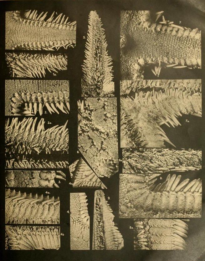 Vintage sepia-toned photograph of microscopic crystal formations arranged in a grid.