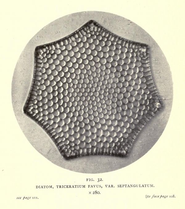Vintage scientific illustration of a diatom, *Triceratium favus var. septangulatum*, showing a heptagonal cell with a honeycomb pattern, magnified 280x.