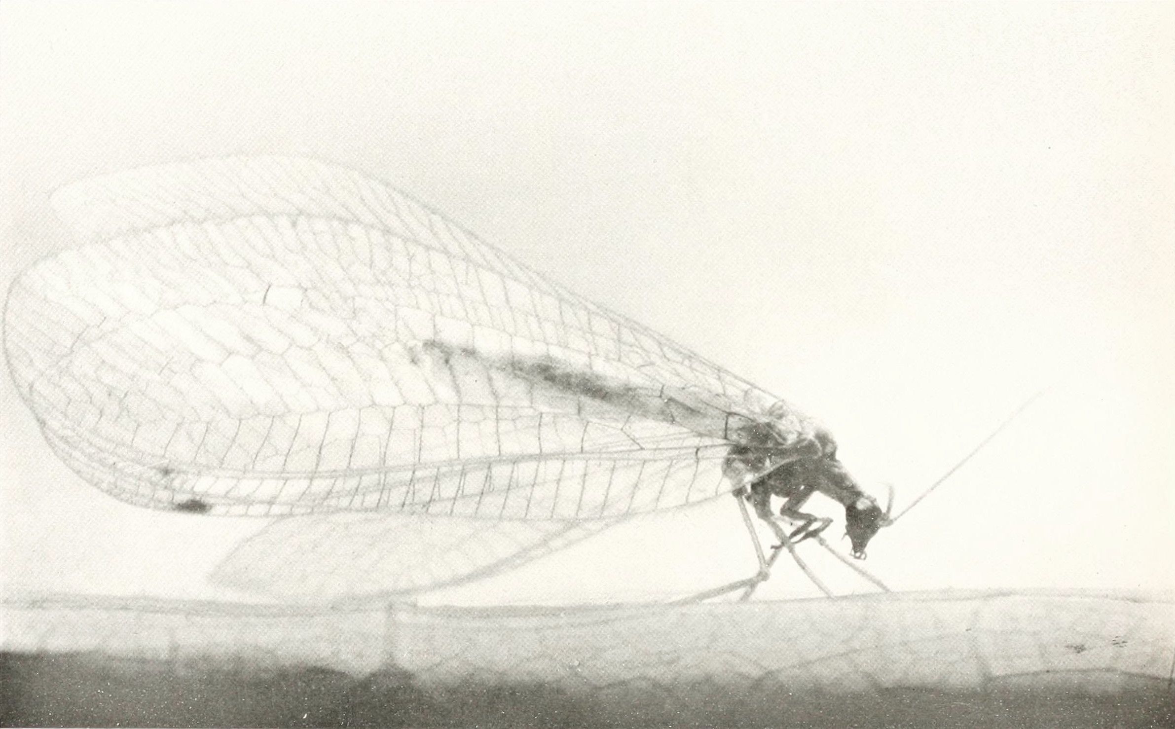 A vintage black and white photograph of an insect with a detailed wing.