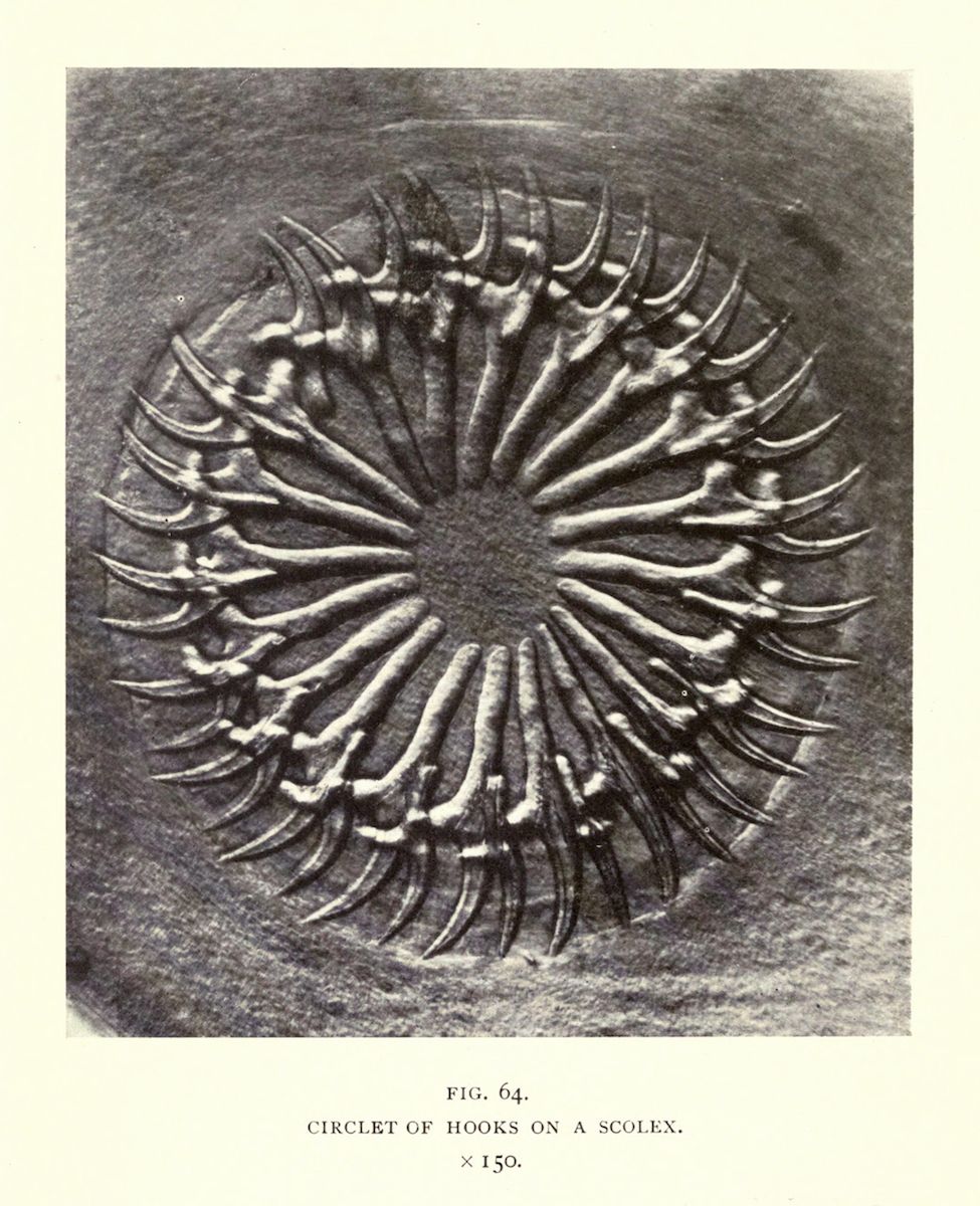 A detailed black and white illustration of a circular arrangement of numerous small, curved hooks radiating outwards from a central point, labeled as a "circlet of hooks on a scolex" with a magnification of 150x.