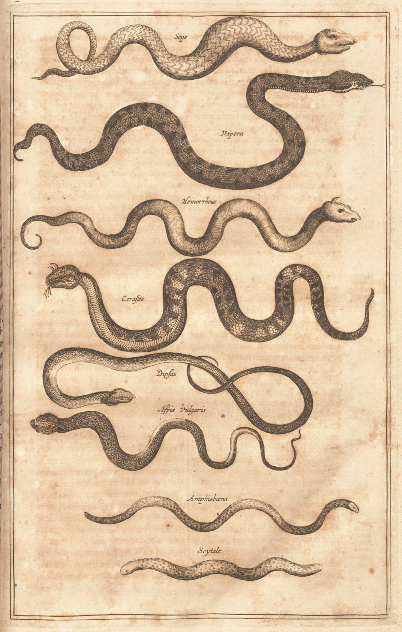Vintage illustration of eight different snake species, each labeled with a Latin name, arranged vertically on a cream-colored background.
