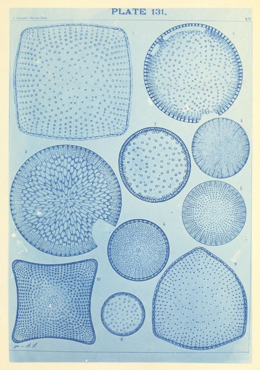 Vintage scientific illustration of ten different diatoms, numbered 1-10, rendered in a muted blue cyanotype style.