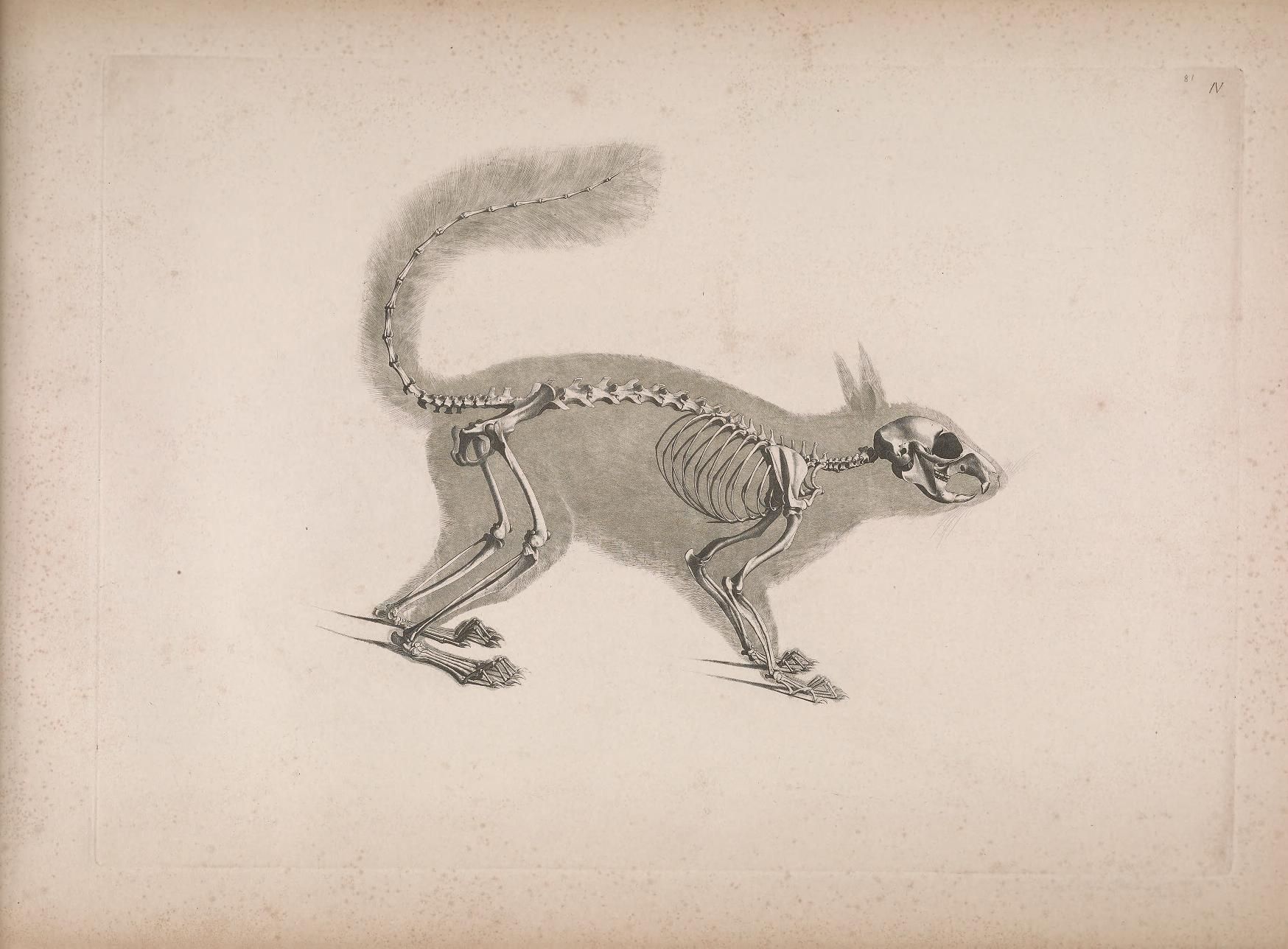 Vintage illustration of a cat skeleton in a dynamic pose.