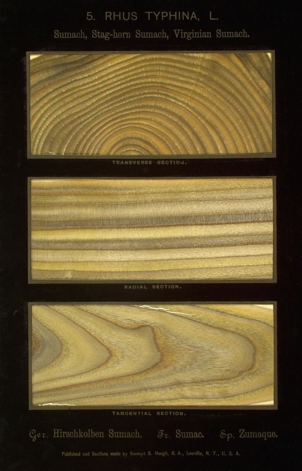 Vintage botanical illustration of Rhus typhina wood sections.
