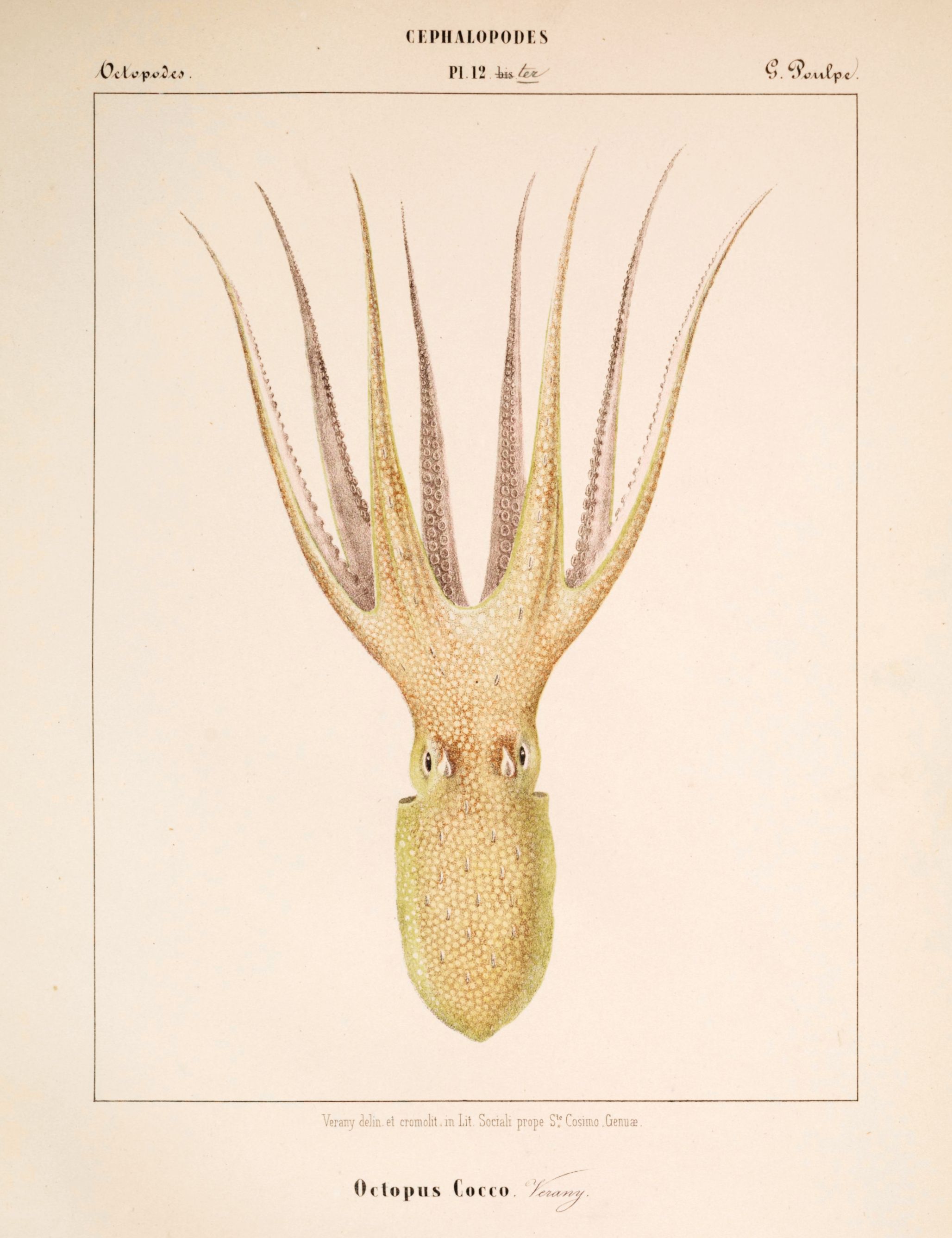 Vintage scientific illustration of an octopus with eight arms and a bulbous body, set against a pale yellow background.