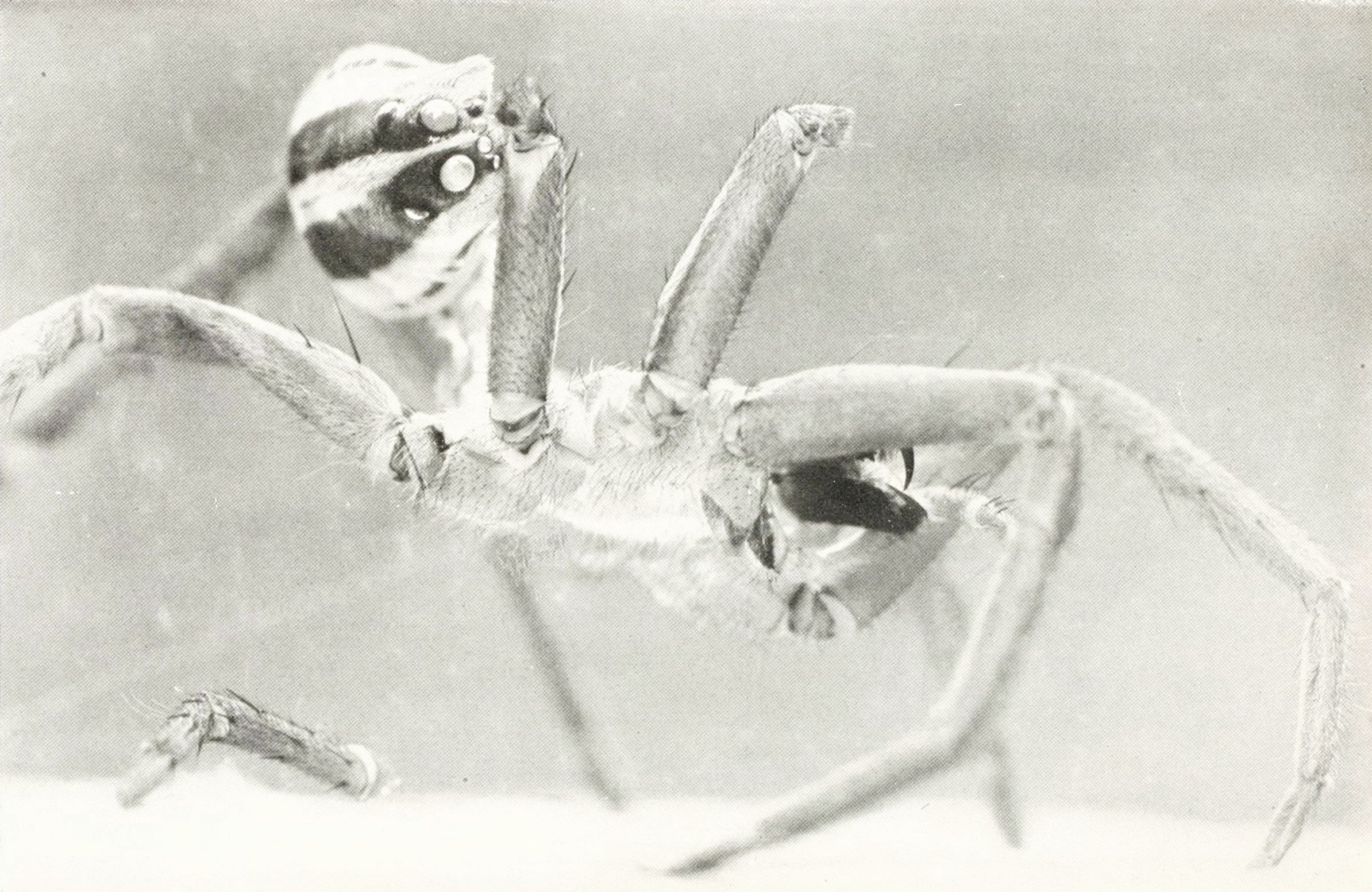 A black and white close-up photograph of a spider with eight legs and multiple eyes.