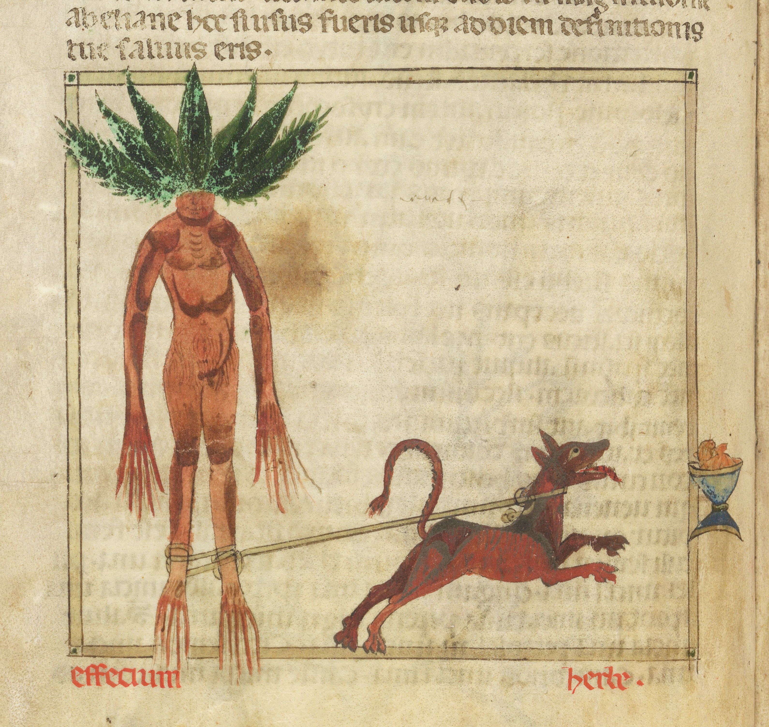 Medieval manuscript illustration of a humanoid figure with a plant growing out of its head, a red animal holding a staff, and a bowl.