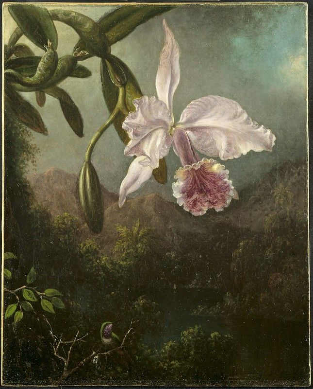 A vintage-style photograph of an orchid and a trailing plant against a dark, textured background.