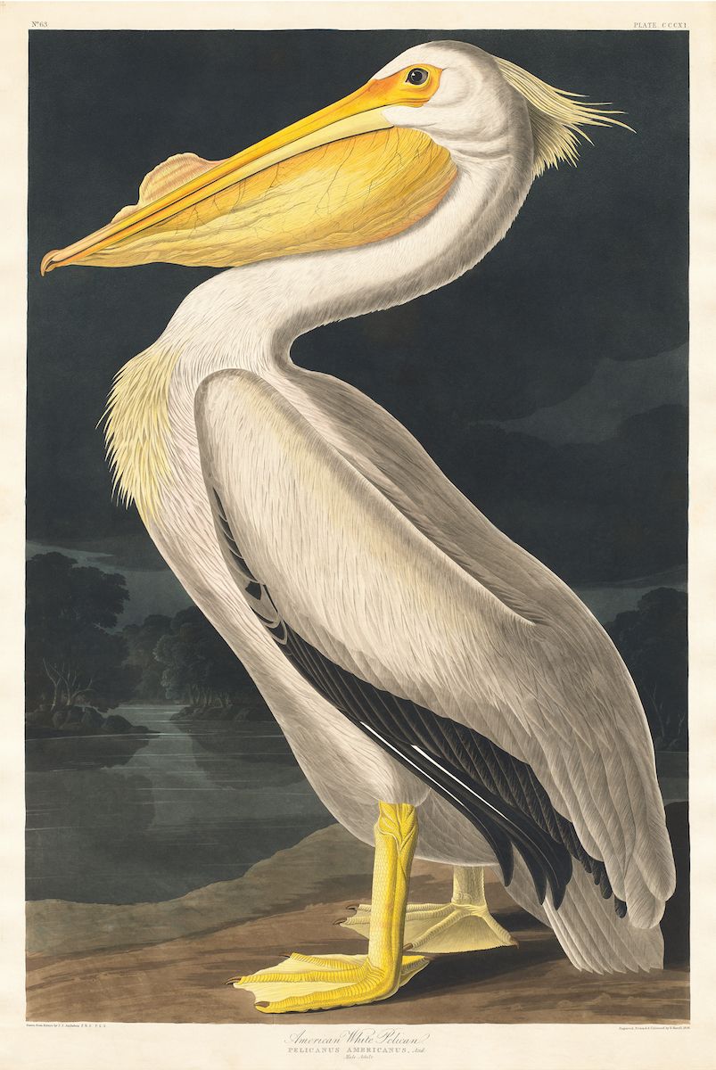 A vintage illustration of an American White Pelican standing on water.